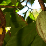 Guyane Un nouvel élan pour le foncier et le développement agricole